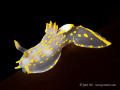   Polycera qyadrilineata  